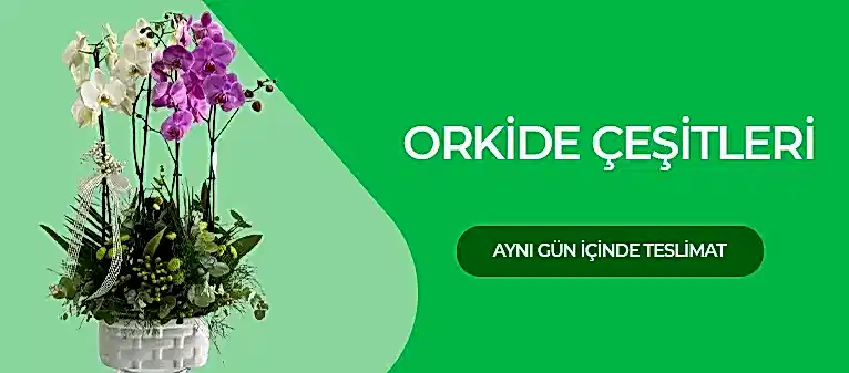 Orkide Çiçek - Orkide Fiyatları