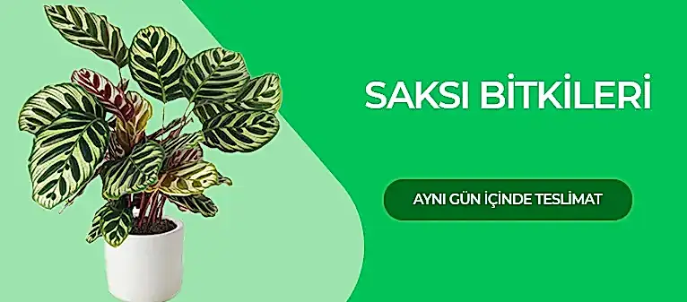 Saksı Çiçekleri