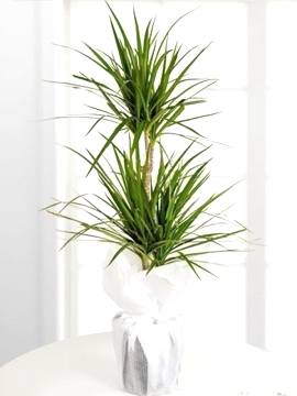 Saksıda 2 Gövdeli Dracena Marginata 100 cm