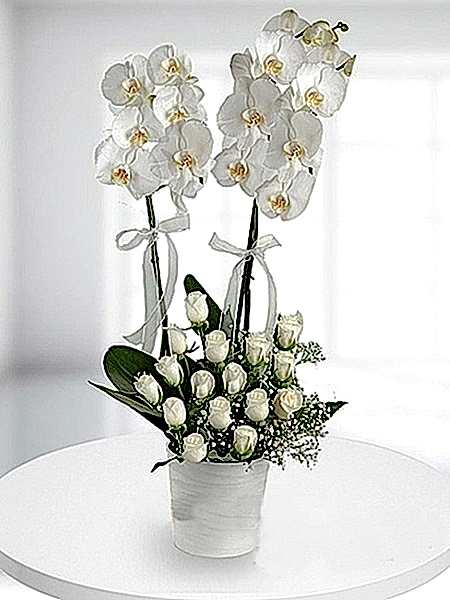 Orkide ve Beyaz Gül Aranjmanı