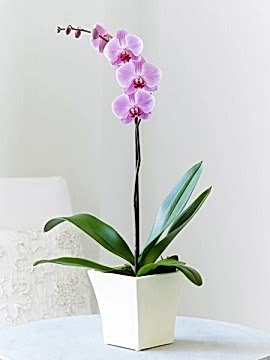 Tek Dal Pembe Orkide