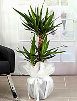 2 Gövdeli Yuka ( Yucca ) 110 cm