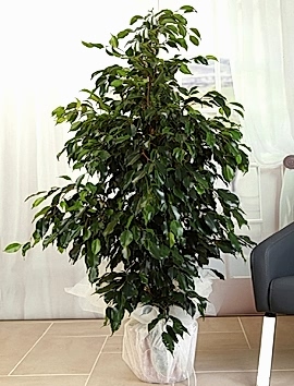 Benjamin Saksı Çiçeği 140 cm