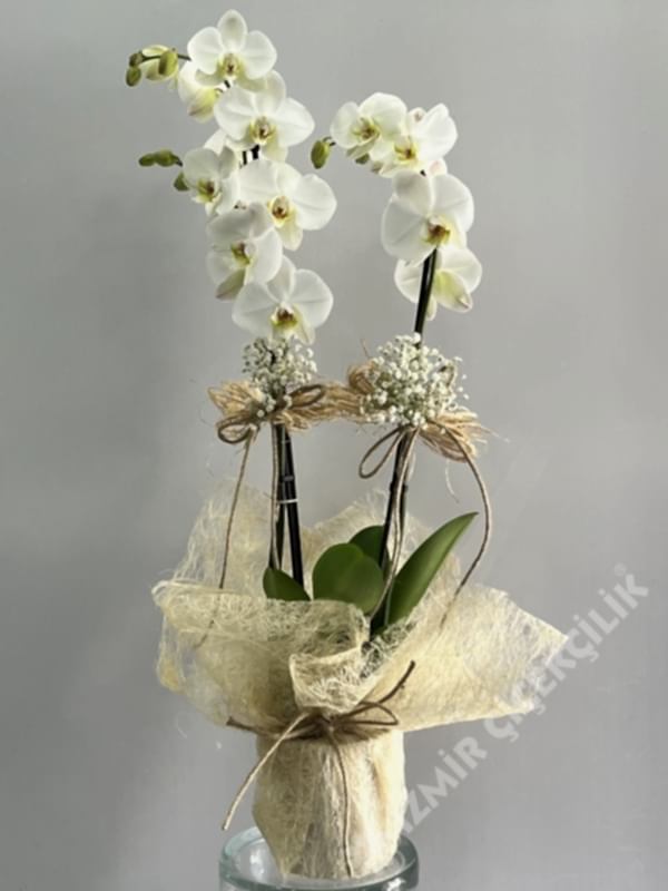 2 Dal Beyaz Orkide