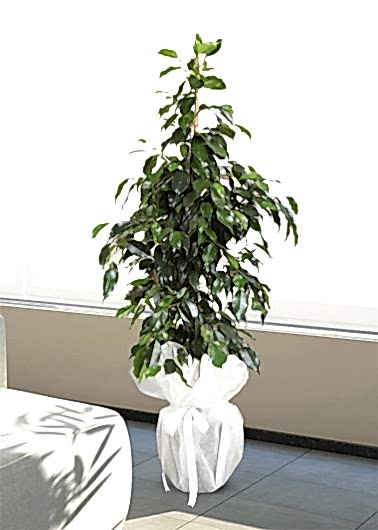 Ficus Benjamin 90 cm