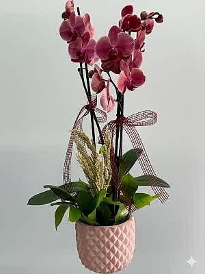 Ateş Kırmızısı 2 Dallı Orkide 