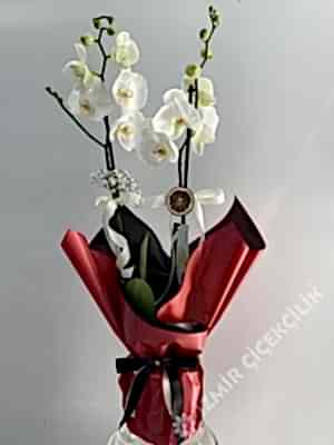 2 Dallı Beyaz Orkide Kırmızı Ambalajlı