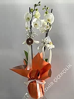 2 Dallı Beyaz Orkide Turuncu Ambalajda