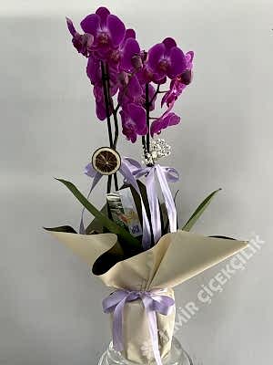 2 Dallı Mor Orkide