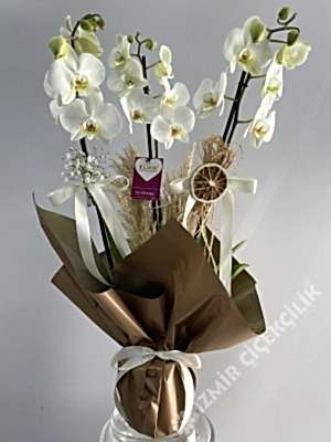 3 Dallı Beyaz Orkide