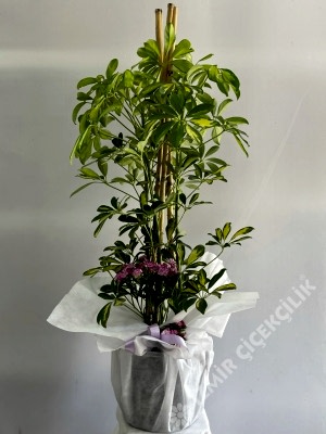 3 Dallı Şeflera (Schefflera) 120 cm