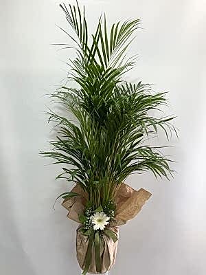 Areka Palmiyesi 120 cm