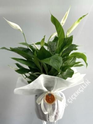 Barış Çiçeği Spathiphyllum