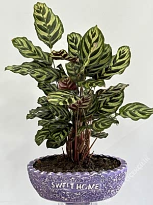 Dekoratif Saksıda Calathea