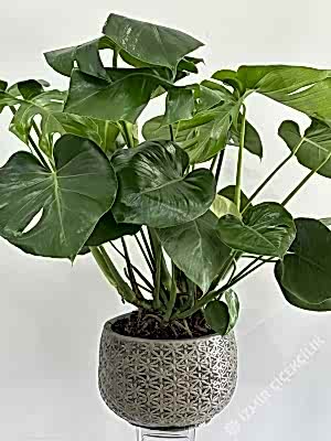 Dekoratif Saksıda Monstera