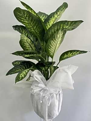 Difenbahya Tropic Snow 100 - 120 cm