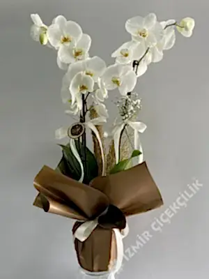 2 Dallı Beyaz Orkide Kahverengi Ambalajda