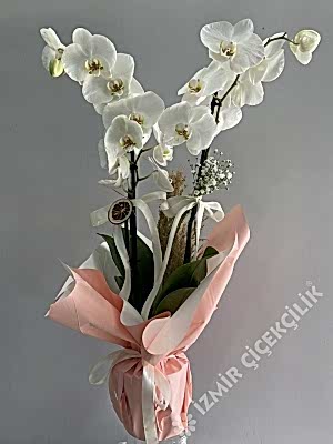2 Dallı Beyaz Orkide Pembe Ambalajlı