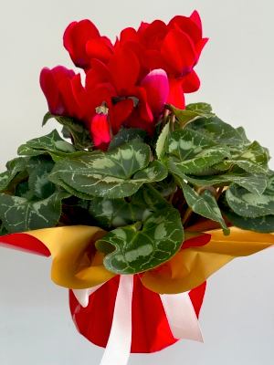 Kırmızı Cyclamen ( Sıklamen )