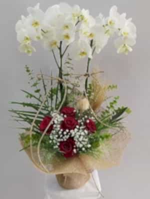 Kırmızı Gül Orkide Aranjmanı