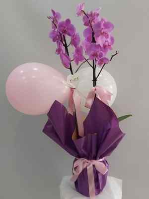 Yeni Kız Bebek Orkide Balon