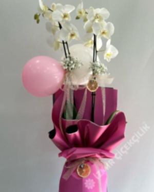 Yeni Doğan Kız Bebek Orkidesi