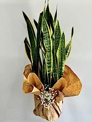 Kılıç Çiçeği ( Sansevieria Trifasciata - Paşa Kılıcı ) 80 cm