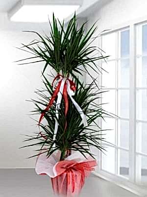 3 Kollu Dracena Marginata 140 cm